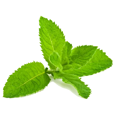menthe